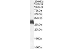 ABIN185649 (1µg/ml) staining of Human Bone Marrow lysate (35µg protein in RIPA buffer). (FOSL1 antibody  (Internal Region))