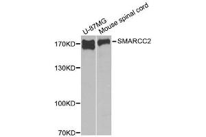 Western blot analysis of extracts of various cell lines, using SMARCC2 antibody.