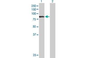 Western Blot analysis of CARS expression in transfected 293T cell line by CARS MaxPab polyclonal antibody. (CARS antibody  (AA 1-748))
