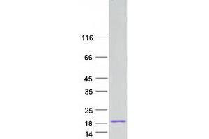 Validation with Western Blot (KAAG1 Protein (Myc-DYKDDDDK Tag))