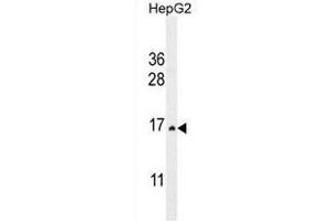 CST9 Antibody (C-term) western blot analysis in HepG2 cell line lysates (35µg/lane). (CST9 antibody  (C-Term))