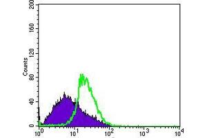 Flow cytometric analysis of MSCS cells using DDX4 mouse mAb (green) and negative control (purple). (DDX4 antibody)