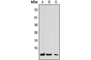 Western blot analysis of CCL7 expression in HEK293T (A), Raw264. (CCL7 antibody  (C-Term))
