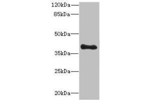 Western blot All lanes: TFEC antibody at 3 μg/mL + MDA-MB-231 whole cell lysate Secondary Goat polyclonal to rabbit IgG at 1/10000 dilution Predicted band size: 39, 36, 23, 32 kDa Observed band size: 39 kDa
