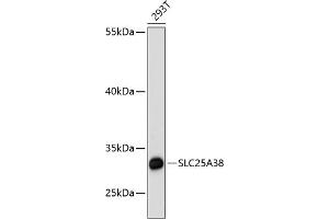 Western blot analysis of extracts of 293T cells, using SLC25 antibody (ABIN6128769, ABIN6147928, ABIN6147929 and ABIN6217136) at 1:3000 dilution. (SLC25A38 antibody  (AA 140-220))