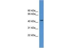 Image no. 1 for anti-Synaptotagmin XII (SYT12) (AA 71-120) antibody (ABIN6746595) (SYT12 antibody  (AA 71-120))