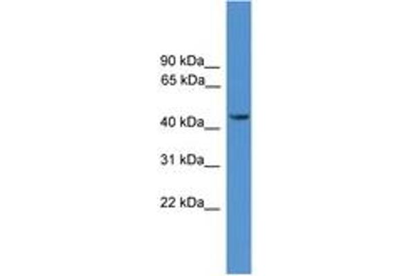 SYT12 antibody  (AA 71-120)