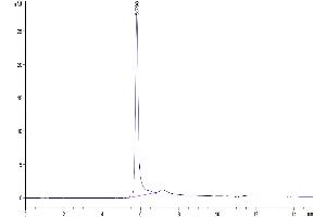 The purity of Human CD209 is greater than 95 % as determined by SEC-HPLC. (DC-SIGN/CD209 Protein (AA 59-404) (His tag))