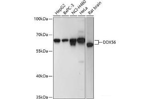 Western blot analysis of extracts of various cell lines using DDX56 Polyclonal Antibody at dilution of 1:3000.
