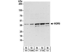 Western Blotting (WB) image for anti-WD Repeat Domain 5 (WDR5) (AA 50-100) antibody (ABIN7454551)