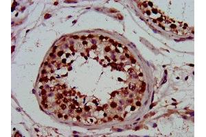 IHC image of ABIN7162855 diluted at 1:800 and staining in paraffin-embedded human testis tissue performed on a Leica BondTM system. (PIN4 antibody  (AA 1-131))