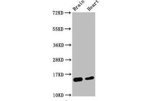 Western Blot Positive WB detected in Mouse brain tissue,Mouse heart tissue All lanes Di-methyl-Histone H3. (Recombinant HIST1H3A antibody  (H3K4me2))