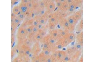 IHC-P analysis of Kidney tissue, with DAB staining. (FLNB antibody  (AA 1-237))