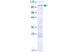 ARID3A Protein (AA 1-593) (GST tag)