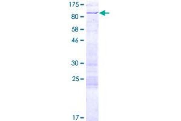 ARID3A Protein (AA 1-593) (GST tag)