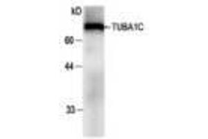 Image no. 1 for anti-Tubulin, alpha 1c (TUBA1C) antibody (ABIN791483) (TUBA1C antibody)