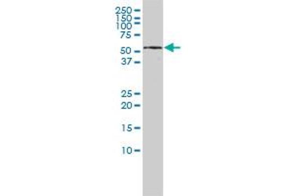 KPNA5 antibody  (AA 1-539)