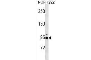 Western Blotting (WB) image for anti-Janus Kinase and Microtubule Interacting Protein 2 (JAKMIP2) antibody (ABIN3000763) (JAKMIP2 antibody)