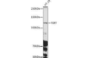 Western blot analysis of extracts of HT-29 cells, using TERT antibody (ABIN3017111, ABIN3017112, ABIN3017113, ABIN1682996 and ABIN6219958) at 1:1000 dilution. (TERT antibody  (C-Term))