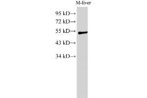 Western Blot analysis of Mouse liver using GCK Polyclonal Antibody at dilution of 1:1000 (GCK antibody)