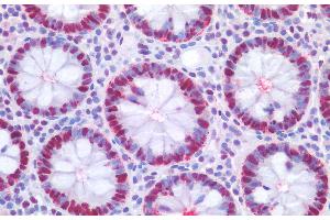 Immunohistochemistry staining of human colon (paraffin-embedded sections) with anti-PCNA (PC10), 10 μg/mL. (PCNA antibody)