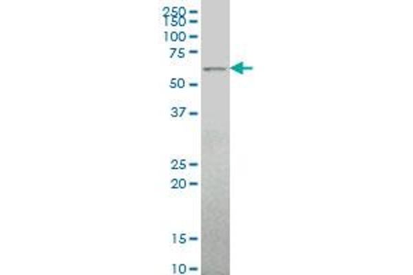 ALG6 antibody  (AA 25-114)