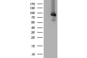 Image no. 1 for anti-Mitochondrial Intermediate Peptidase (MIPEP) (AA 174-516) antibody (ABIN1491018) (MIPEP antibody  (AA 174-516))