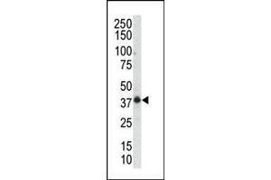 Western blot analysis of anti-P38gamma C-term Pab in mouse muscle tissue lysate. (MAPK12 antibody  (C-Term))