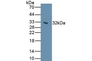 Detection of Recombinant CDH7, Human using Polyclonal Antibody to Cadherin 7 (CDH7)