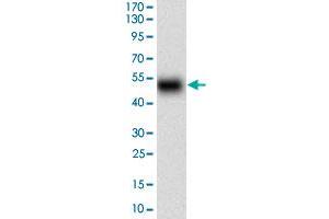 Western blot analysis of human HOXB4 (AA: 16-251) recombinant protein (Expected MW is 51.