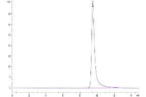 Size-exclusion chromatography-High Pressure Liquid Chromatography (SEC-HPLC) image for Angiopoietin-Like 4 (ANGPTL4) (AA 164-406) protein (His tag) (ABIN7273832)