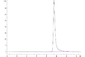 The purity of Cynomolgus ANGPTL4 is greater than 95 % as determined by SEC-HPLC. (ANGPTL4 Protein (AA 164-406) (His tag))