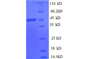 SDS-PAGE (SDS) image for Spermidine/spermine N1-Acetyltransferase 1 (SAT1) protein (GST tag) (ABIN5712253)