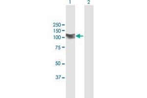 Western Blot analysis of AKAP8 expression in transfected 293T cell line by AKAP8 MaxPab polyclonal antibody. (AKAP8 antibody  (AA 1-692))