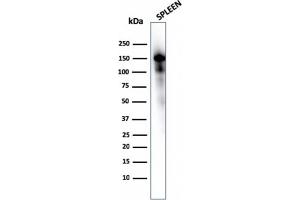 Western Blot Analysis of Spleen tissue lysate using CD163 Mouse Monoclonal Antibody (M130/1210). (CD163 antibody  (AA 43-196))