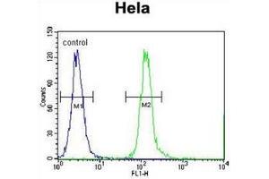 Flow cytometric analysis of Hela cells using CPSF4L Antibody (C-term) Cat. (CPSF4L antibody  (C-Term))