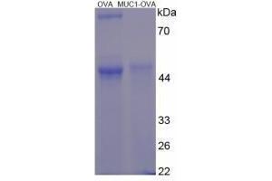 Image no. 3 for Mucin 1 (MUC1) peptide (Ovalbumin) (ABIN5666275) (Mucin 1 (MUC1) peptide (Ovalbumin))
