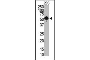 The SETD8 monoclonal antibody, clone 43AT890  is used in Western blot to detect SETD8 in 293 cells.