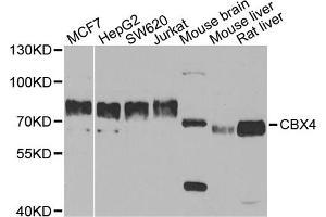 Western blot analysis of extracts of various cell lines, using CBX4 antibody. (CBX4 antibody)