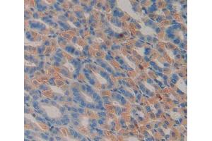 Used in DAB staining on fromalin fixed paraffin- embedded stomach tissue (PLSCR3 antibody  (AA 99-253))