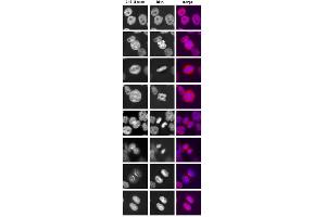 Immunofluorescence showing HeLa cells stained with TMPO polyclonal antibody . (Thymopoietin antibody  (AA 188-693))