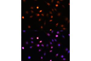 Immunofluorescence analysis of L929 cells using PRMT1 Rabbit pAb (ABIN3021311, ABIN3021312, ABIN3021313 and ABIN6214838) at dilution of 1:100. (PRMT1 antibody  (AA 20-353))