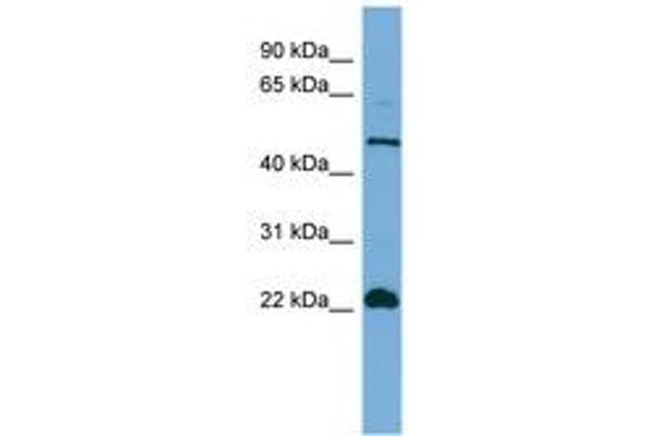 HEMGN antibody  (N-Term)