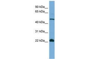 Image no. 1 for anti-Hemogen (HEMGN) (N-Term) antibody (ABIN6745663) (HEMGN antibody  (N-Term))