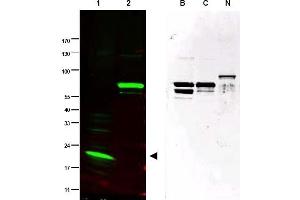 Image no. 1 for anti-SPANX Family, Member C (SPANXC) (AA 31-47) antibody (ABIN401329) (SPANXC antibody  (AA 31-47))