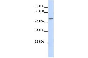 Western Blotting (WB) image for anti-DDB1 and CUL4 Associated Factor 4 (DCAF4) antibody (ABIN2459876) (DCAF4 antibody)