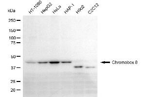 Western blotting analysis using chromobox 8 antibody (ABIN7798066). (CBX8 antibody)
