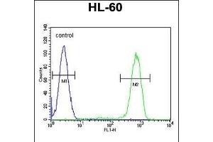 CASP12 Antibody (Center) (ABIN655966 and ABIN2845350) flow cytometric analysis of HL-60 cells (right histogram) compared to a negative control cell (left histogram). (Caspase 12 antibody  (AA 165-193))