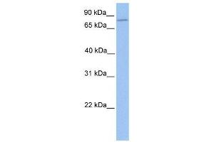 ZNF555 antibody used at 0. (ZNF555 antibody  (N-Term))