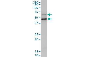 SCP2 MaxPab polyclonal antibody. (SCP2 antibody  (AA 1-322))
